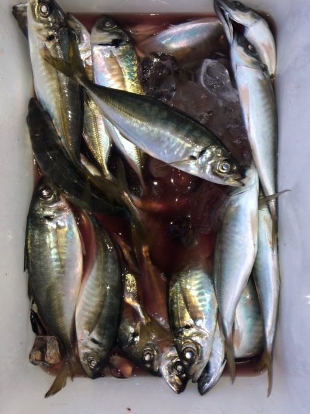 ヤザワ渡船 釣果