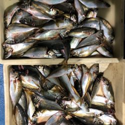 ヤザワ渡船 釣果