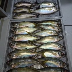 エンペラー 釣果