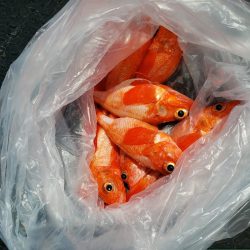 芳陽丸 釣果