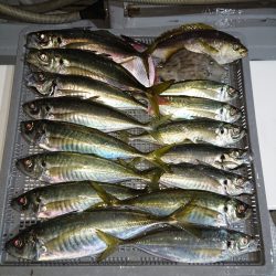 エンペラー 釣果