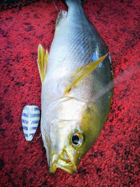 光生丸 釣果