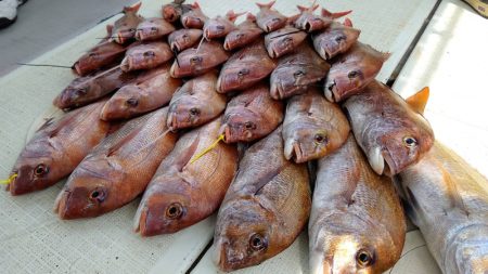 タイラバ遊漁船 ワンピース 釣果