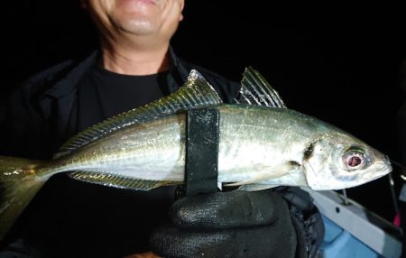 シースナイパー海龍 釣果