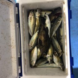 ヤザワ渡船 釣果