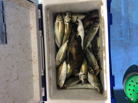 ヤザワ渡船 釣果