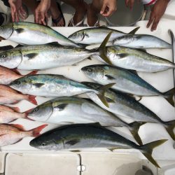 うさぎ丸 釣果