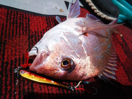 光生丸 釣果