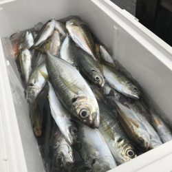 もと明丸 釣果