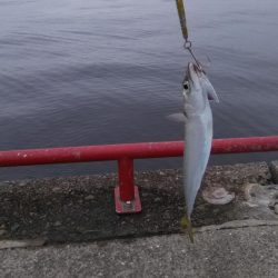 鳴尾浜臨海公園でショアジギング