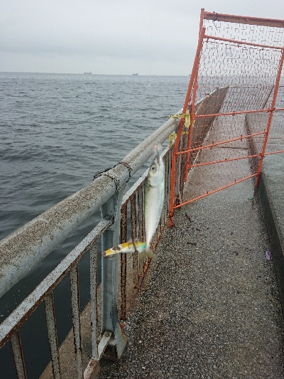 久しぶりに南芦屋浜