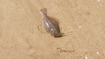 マゴチが釣れない