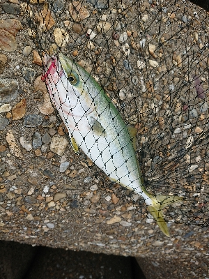 青物、ケンサキ調査