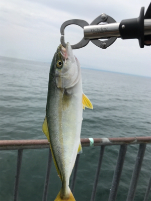 生き餌に勝るもの無し