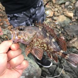 根におる魚 根魚ー