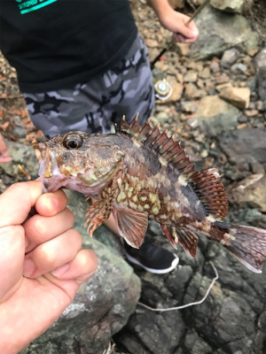 根におる魚 根魚ー