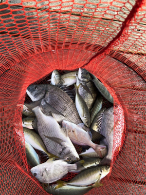 久しぶりに満足の釣り