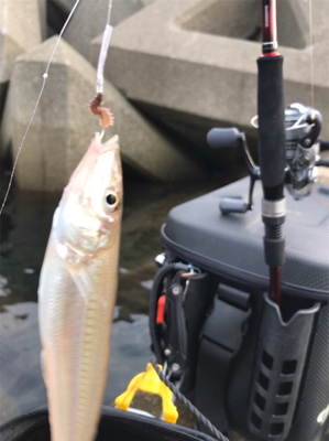 木材港キス釣り(^^)