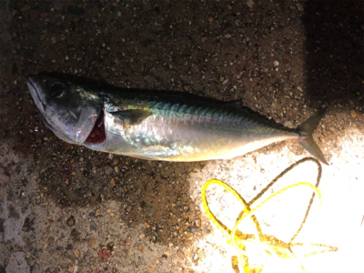 晩にサバ、朝にツバス