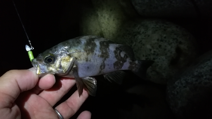 朝マズメ釣行