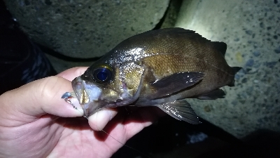 朝マズメ釣行