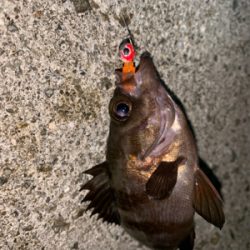 アジが釣れず、メバルが釣れた！