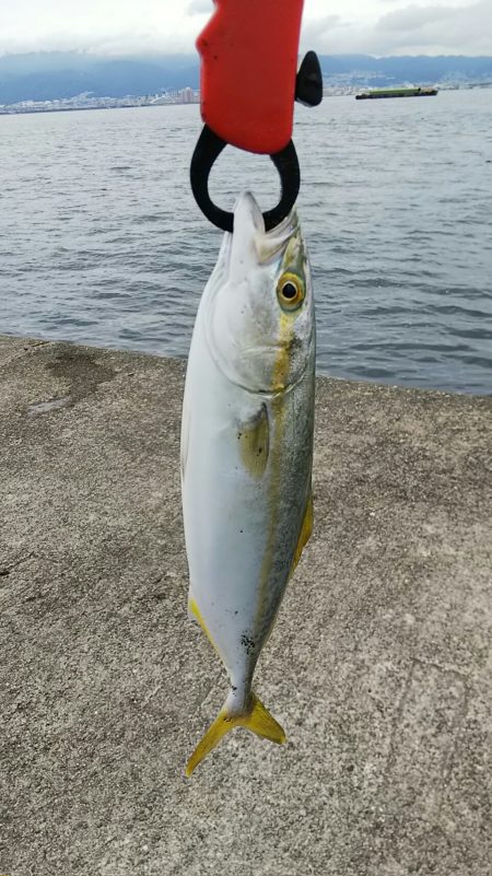 狙いとは違うが念願のツバス