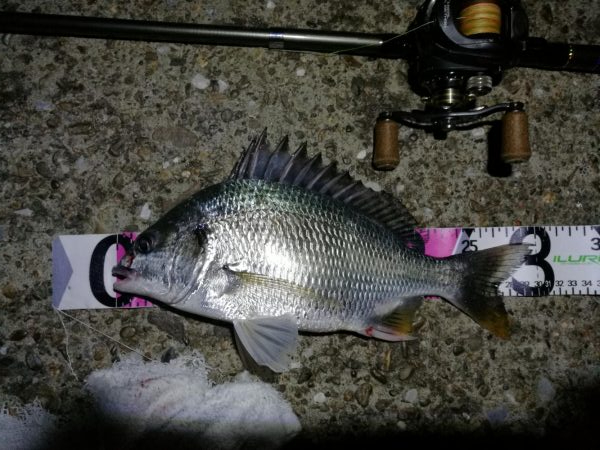 ヘチ釣行 南港カモメ大橋 （7/3 梅雨の晴れ間のヘチ釣り～ 真チヌ、キビレチヌ、ガシラ 釣果有り）