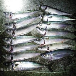 夜のウキ釣り 中サバの数釣り