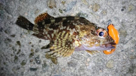 夏のロックフィッシュゲーム 淡路島 鳥飼 ロックフィッシュ ルアー カサゴ ガシラ 陸っぱり 釣り 魚釣り 釣果情報サイト カンパリ