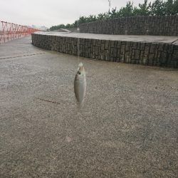 久しぶりに南芦屋浜