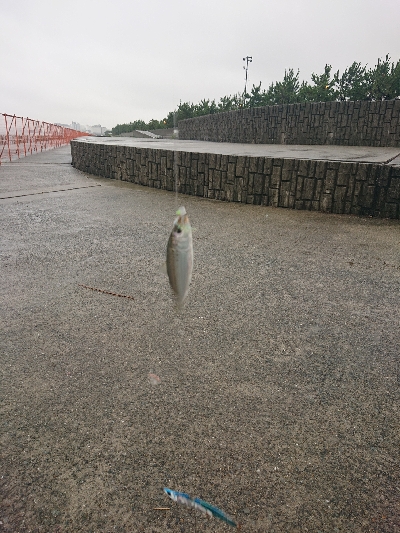 久しぶりに南芦屋浜