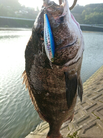 今朝の釣果