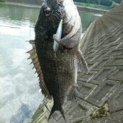 今日の釣果