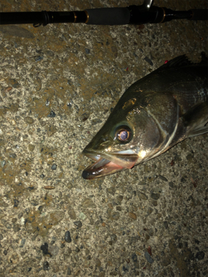 やっと釣れた