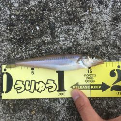 砂浜波止キス釣りへ→多魚種すぎるっ