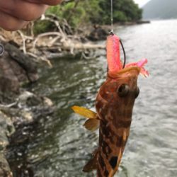 根におる魚 根魚ー