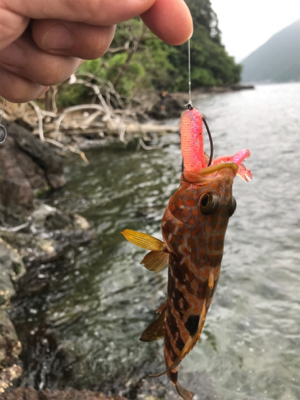 根におる魚 根魚ー