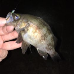 まだまだ釣れる梅雨メバル