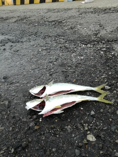 雨のちツーバス