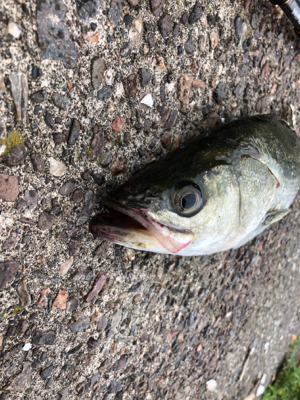 とりあえず釣れた