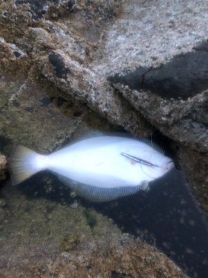 道南 日本海 ロックショア ヒラメ