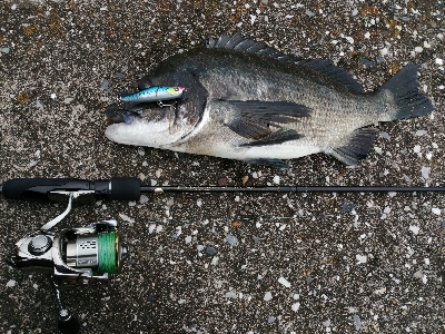 悶絶チヌトップ 神奈川 松輪港周辺 チニング クロダイ チヌ 陸っぱり 釣り 魚釣り 釣果情報サイト カンパリ