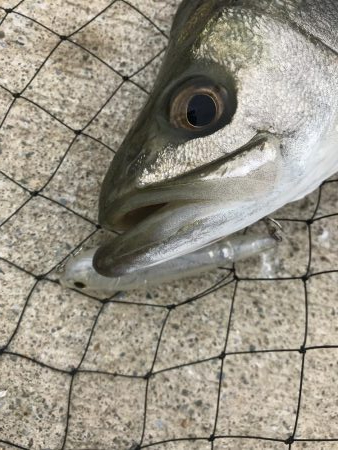 チヌトップでシーバスが釣れた