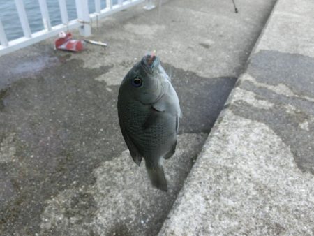 サヨリと豆アジ狙いでモジャコのおまけ