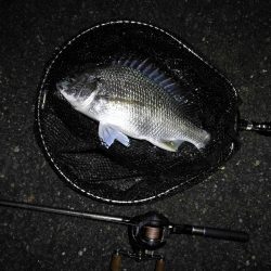 ヘチ釣行 南港カモメ大橋 （7/2 またまた雨のヘチ釣り～ 真チヌ48cm、キビレチヌ40cm 釣果有り）