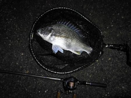 ヘチ釣行 南港カモメ大橋 （7/2 またまた雨のヘチ釣り～ 真チヌ48cm、キビレチヌ40cm 釣果有り）