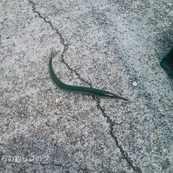 向かい風でサヨリ釣り