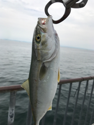 生き餌に勝るもの無し