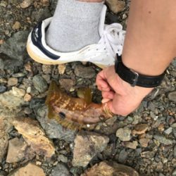 根におる魚 根魚ー